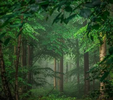 Green forest pro