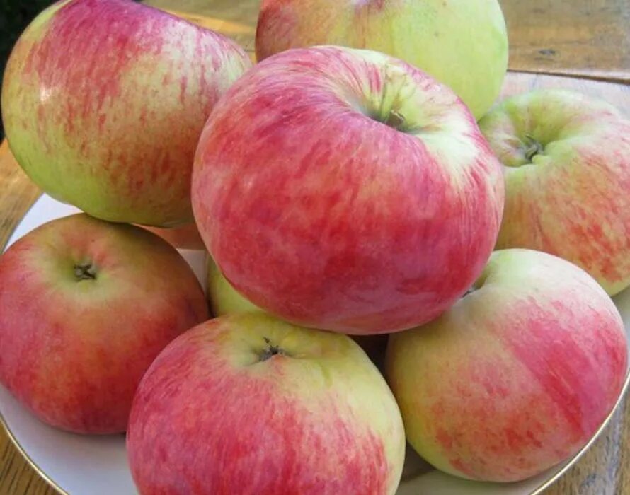 Зимние сорта яблок для средней полосы. Яблоня Орловим. Сорт яблони Орловим. Орловим яблоня описание. Яблоки Штрифель.