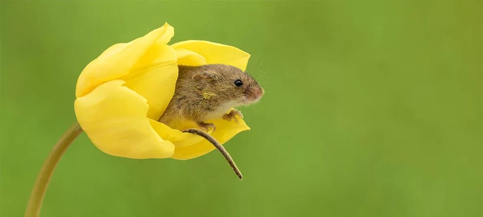 Мыши весной. Мышь полевка. Мышка полевка в цветке. Мышь Малютка. Мышь-Малютка – Micromys minutus.
