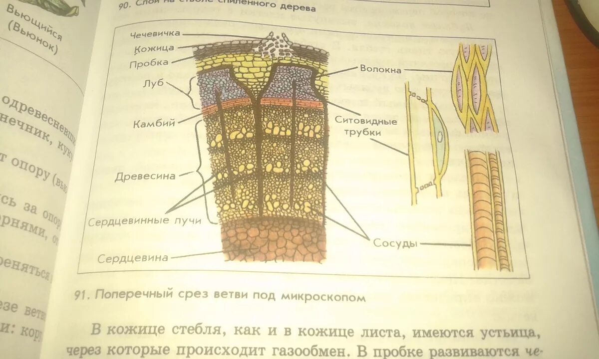 Поперечный и продольный срез. Поперечный срез ветки липы. Срез стебля 6 класс биология. Поперечный и продольный срез ветки биологии 6. Поперечный срез ветви под микроскопом 6.