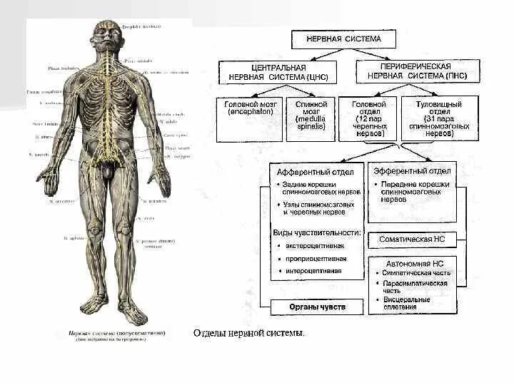 Нервная система человека вид спереди. Схема нервной системы человека Центральная и периферическая. Схема строения центральной нервной системы. Центральная нервная система структура анатомия. Укажите название органа центральной нервной системы человека