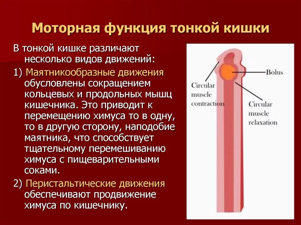 Моторная функция тонкого кишечника. Моторная функция тонкой кишки. Моторная функция кишечника. Двигательная функция тонкой кишки.