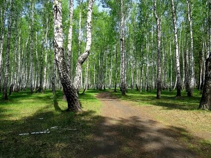 Березовая роща ростов на дону
