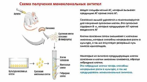 Метод получения гибридных клеток