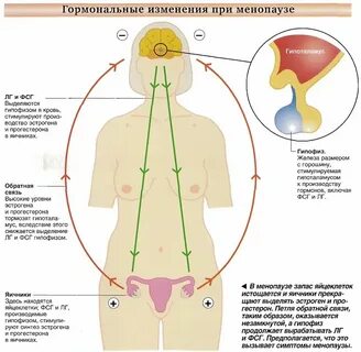 Какие гормоны во время родов