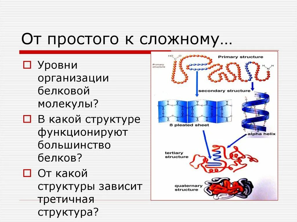 Молекула белка уровни организации белковой молекулы. Уровни организации белковой молекулы таблица. Уровни организации белковой молекулы. Уровни структурной организации белковой молекулы. Уровни структурной организации белковой молекулы таблица.