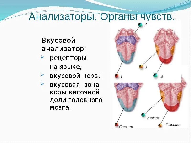 Вкусовой анализатор рецепторы нерв. Зона коры вкусового анализатора. Вкусовой анализатор в коре головного мозга. Вкусовой анализатор физиология презентация.