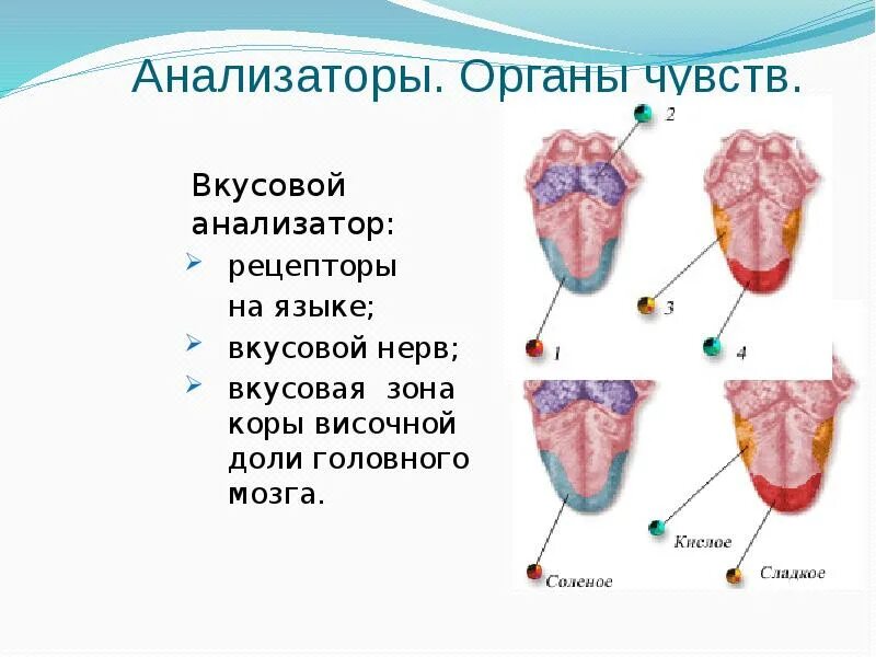 Виды вкусовых ощущений