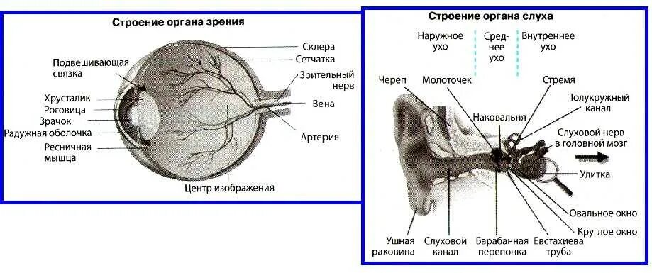 Биология 8 класс нервная система анализаторы. Строение орган слуха и зрения человека. Строение анализатора орган слуха зрения. Схема строения анализатора человека. Органы чувств человека строение и функции.