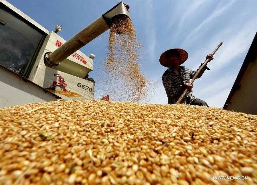 Сельское хозяйство пшеница. Сельское хозяйство урожай. Сбор урожая. Уборка пшеницы. Уборка зерновых.