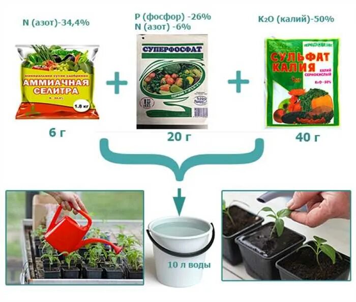 Средство для подкормки рассады перцев и помидор. Удобрение для томатов азот,калий азот фосфор калий. Подкормка с калием для томатов и перцев. Схема удобрения рассады. Удобрение для рассады помидор.
