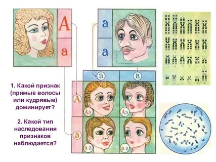 Наследование волос