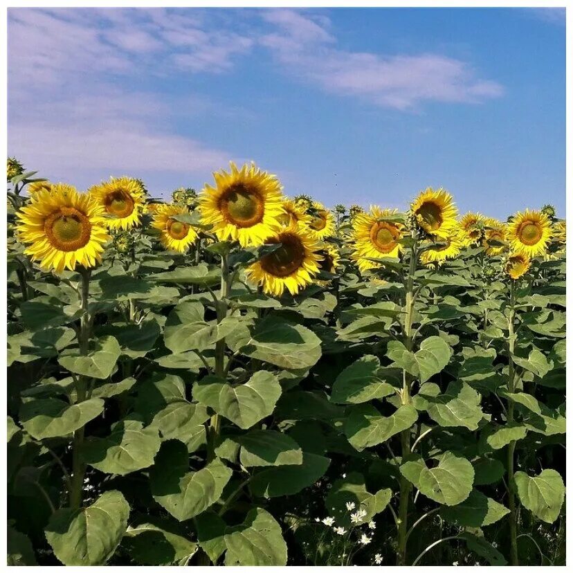 Семена подсолнечника айдар. Подсолнечник солар кл. Какие сорта подсолнечника. Какие сорта подсолнечника. Подсолнух лакомка.