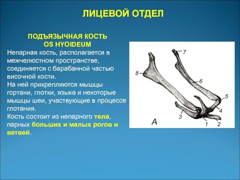 Где находится подъязычная кость. Подъязычная кость (os hyoideum). подъязычная кость тип кости. строение подъязычной кости. малый рог подъязычной кости.