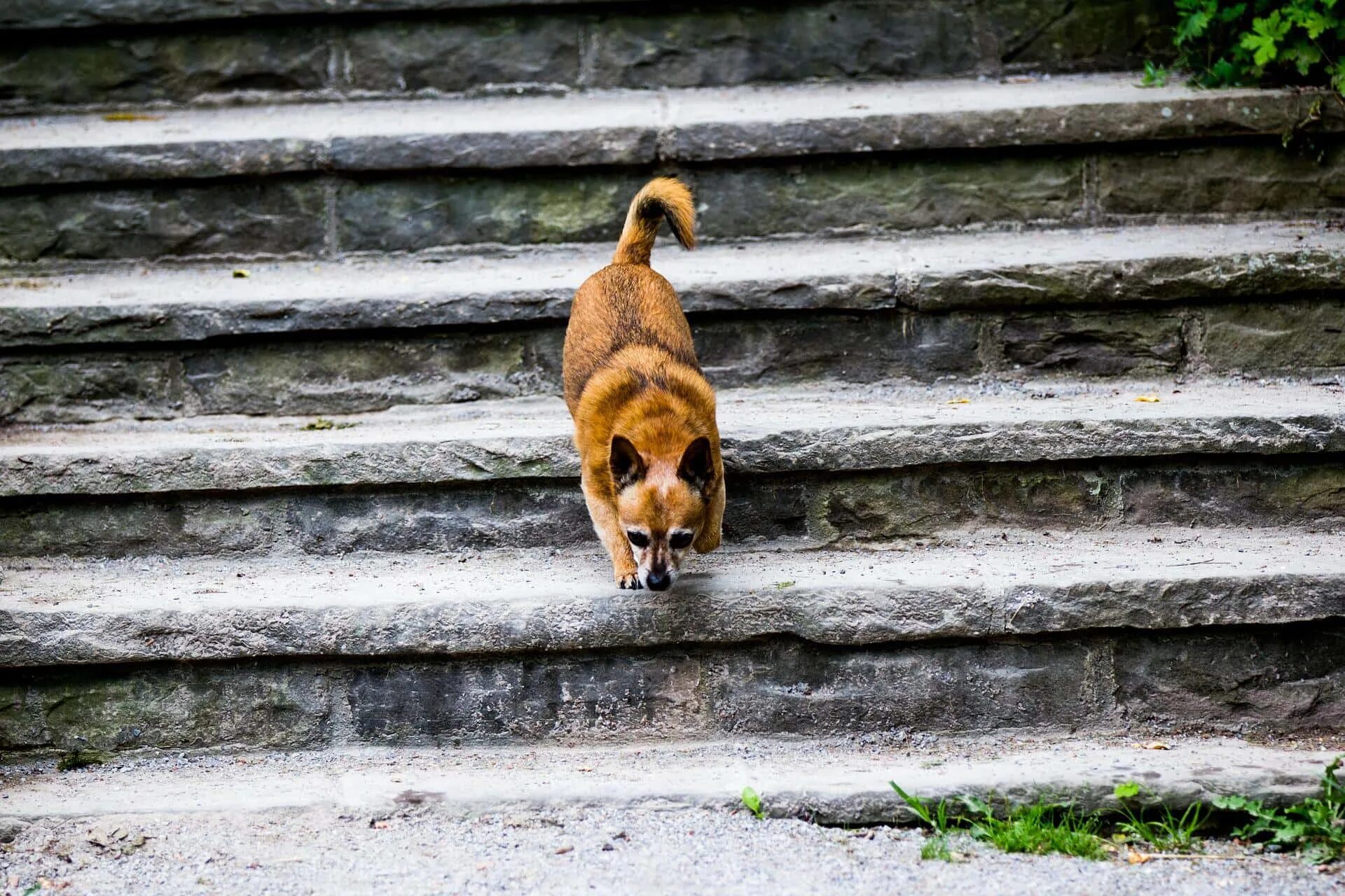 Кот идущий по лестнице. Собака спускается по лестнице. животные на лестнице. ступеньки для собак. щенок на лестнице.