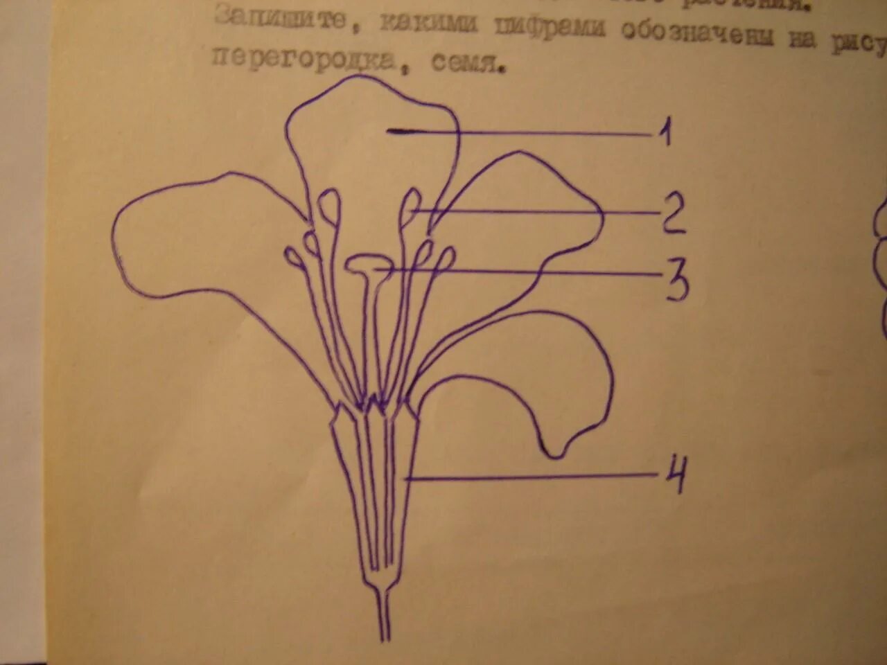 Венчик крестоцветные. Семейство крестоцветные строение цветка. Строение цветка редьки дикой. Крестоцветные чашелистики. Редька Дикая схема цветка.