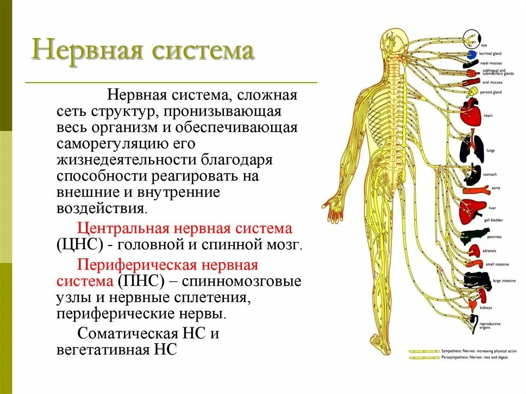Внутреннее строение нерва. Функции нервной системы анатомия. Общая схема нервной системы человека. Система органов человека нервная система. Нервная система человека главные функции.