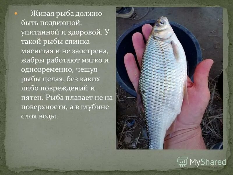 Какая должна быть рыба. Виды живой рыбы. Караси рыба пересказ. Живая рыба Новосибирск.