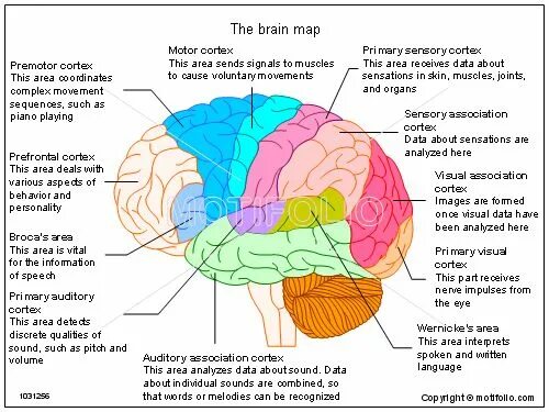 Language and the brain. Brain mapping. язык и мозг. mapping the human brain. cortical association areas of brain.