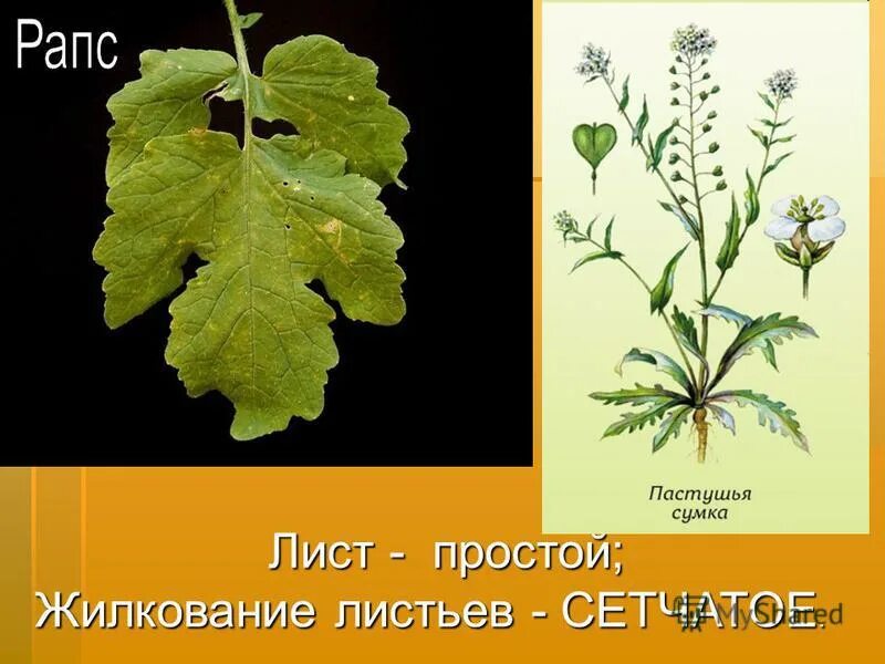 Пастушья сумка какое прилагательное. Пастушья сумка лрс. Пастушья сумка какое прилагательное. Пастушья сумка какое прилагательное. Пастушья сумка ядовитая.