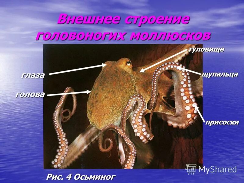 Осьминог кратко. Туловище головоногих моллюсков. Строение головоногих моллюсков. Класс головоногие моллюски внешнее строение. Класс головоногие осьминог.