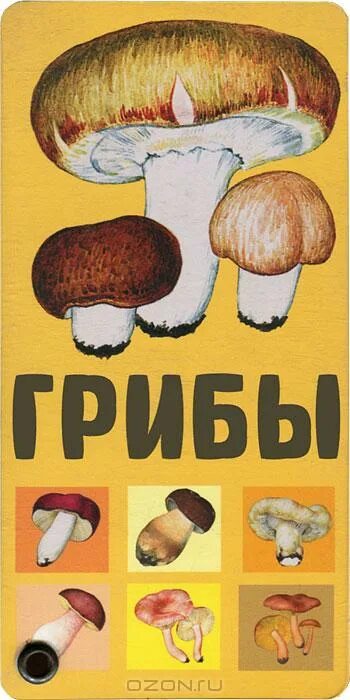 буклет грибы. шампиньон буклет. буклет съедобные и несъедобные грибы. брошюра про грибы. буклет грибы.