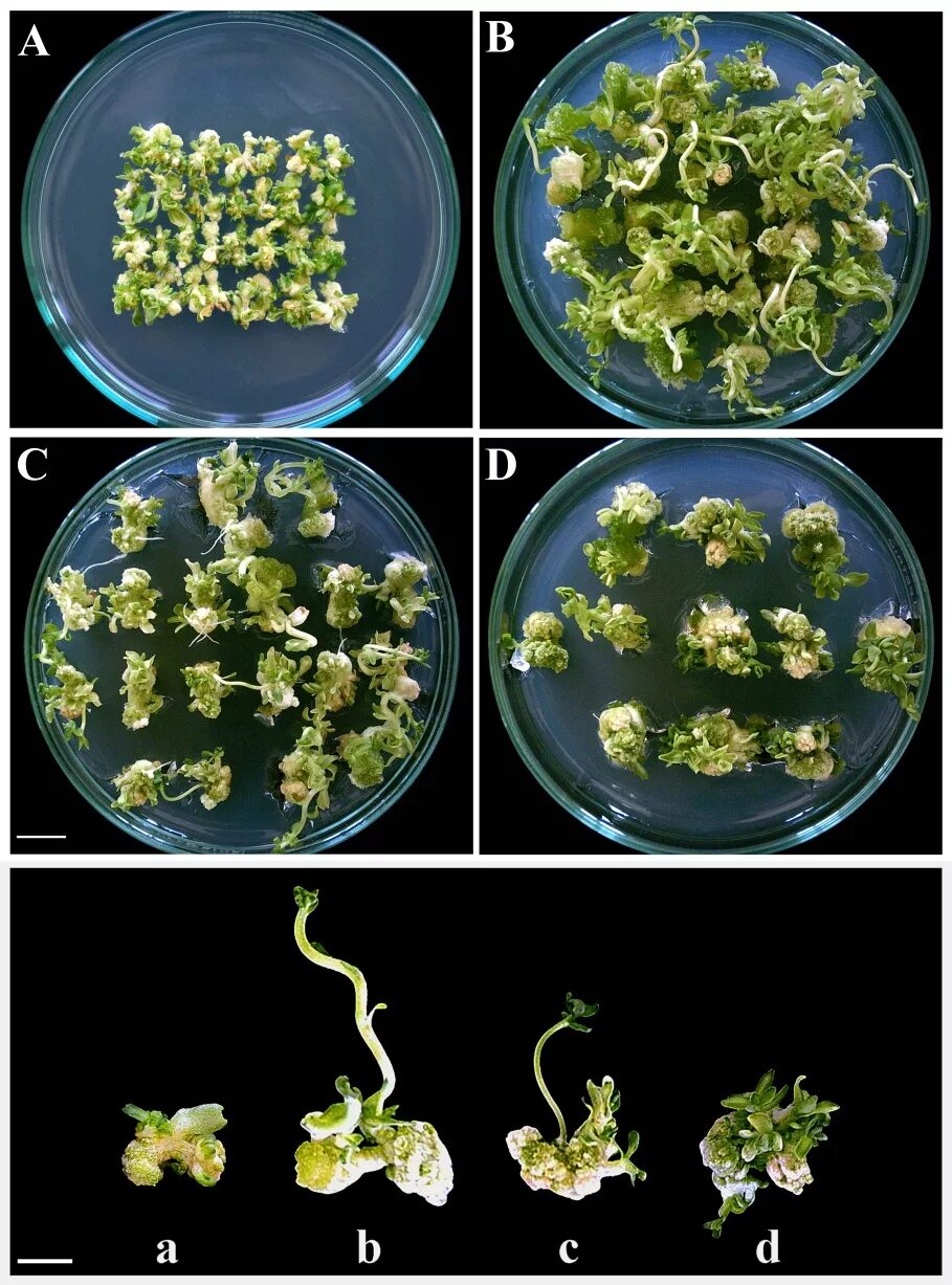 Plant culture. Культура клеток растений Каллус. In vitro растения Каллус. Клонирование растений. Клетки in vitro.