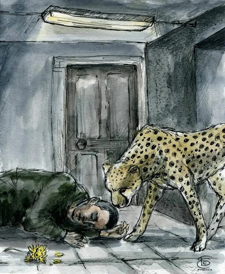 Pet cheetah. Cheetah as a Pet.