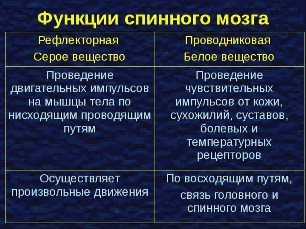 Проводниковая функция спинного мозга осуществляется. Функции спинного мозга таблица 8 класс. спинной мозг строение и функции схема. биология таблица строение и функции спинного мозга. спинной мозг строение и функции таблица кратко.