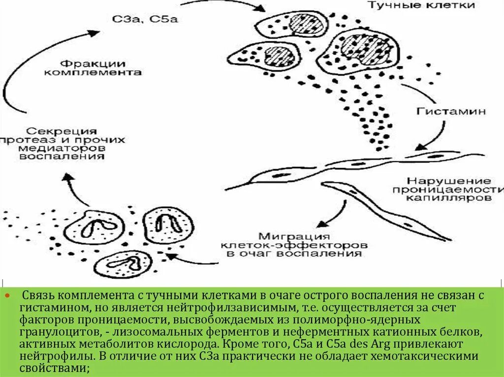 Схема образования медиаторов из тучных клеток. Клетки острого воспаления. Клетки выделяющие медиаторы воспаления. Клетки в очаге воспаления. В очаге острого воспаления нейтрофилы секретируют