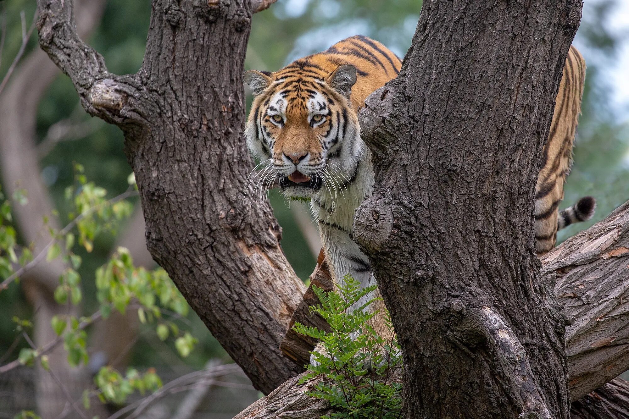 Tree tiger