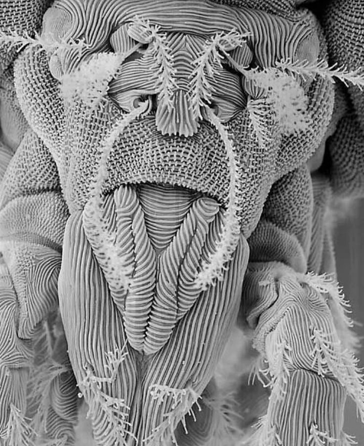 Pin by grey lee on Skulls Microscopic photography, Micro photography, Macro phot