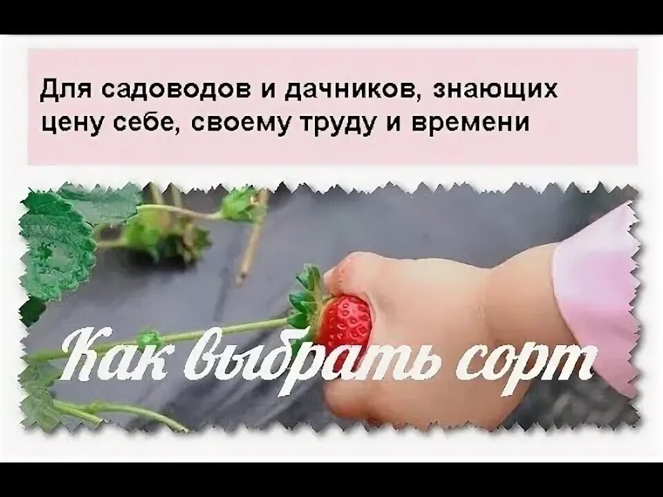 Дачник купил а саженцев клубники