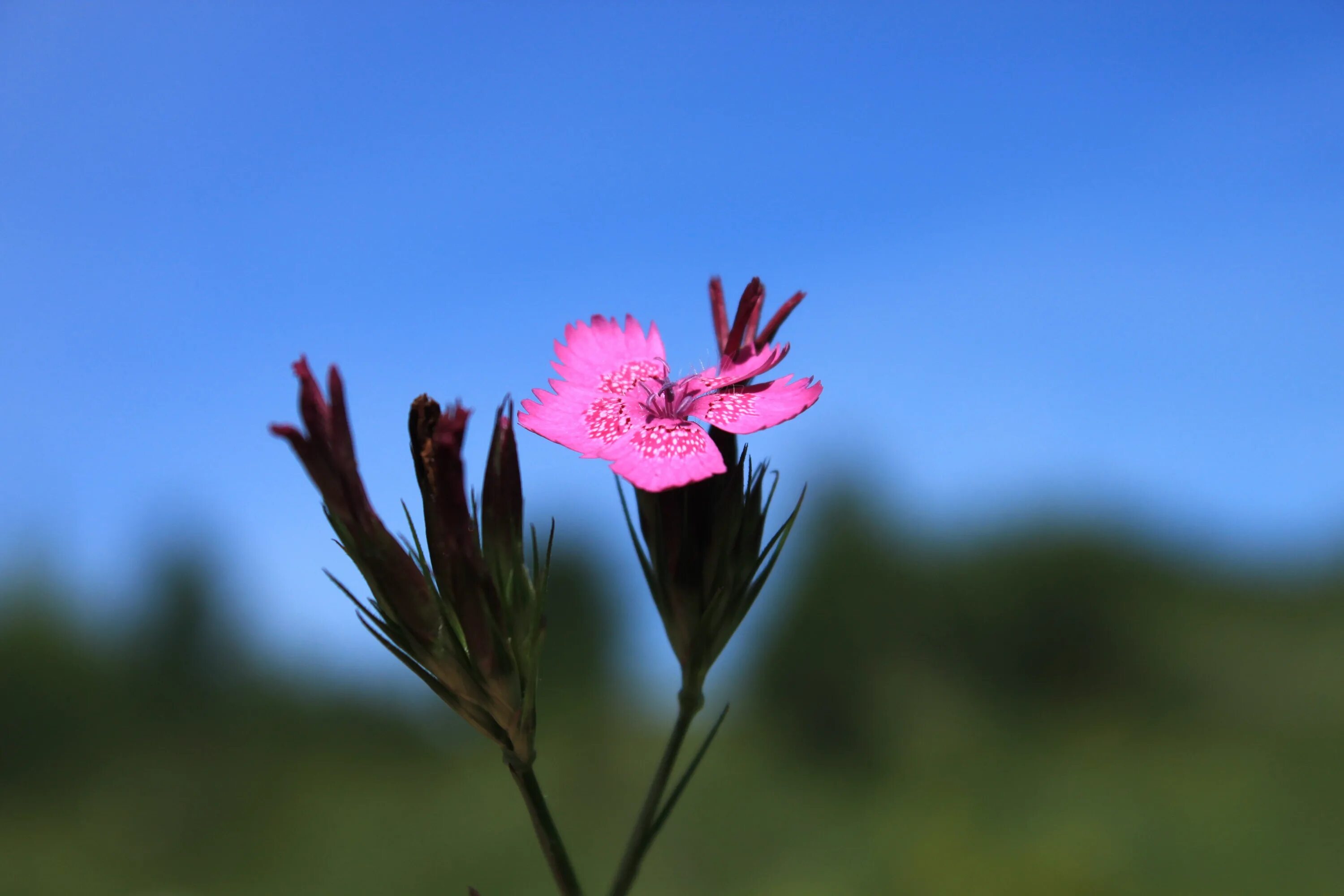 У дикой гвоздики 5 лепестков. Dianthus caryophyllus. Гвоздика ягода. Гвоздика картузианская. Гвоздика травянка.