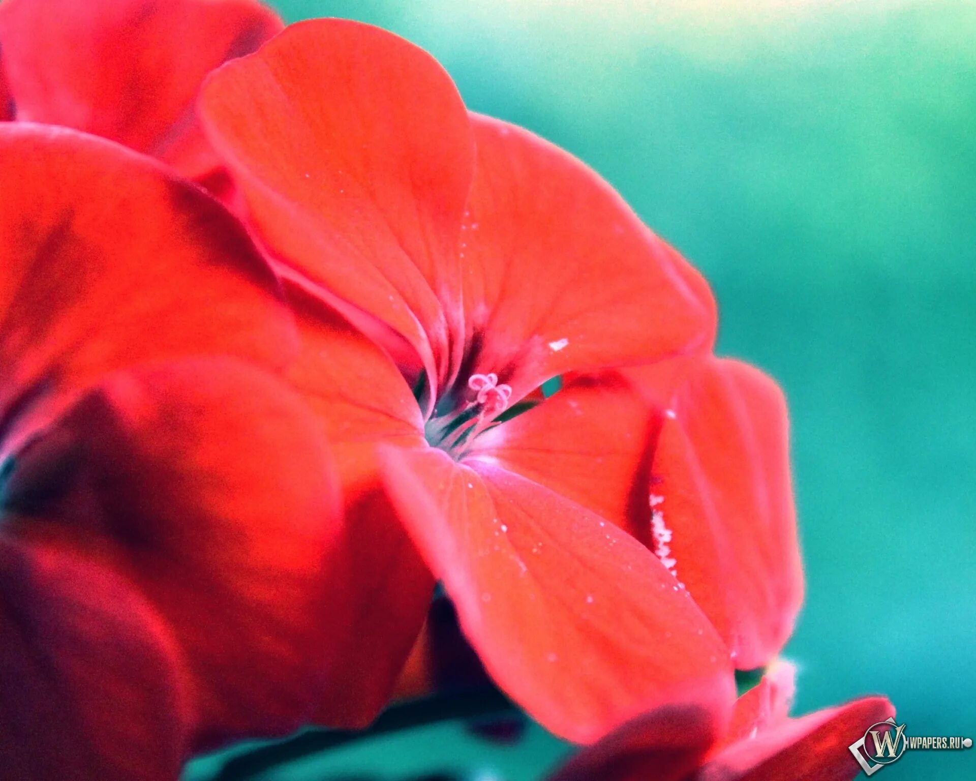 Лилия венесуэла. Рейнбоу цветок. Сорт розы радужная. Яркий цветок 4 буквы. Красный цветок гибискуса.