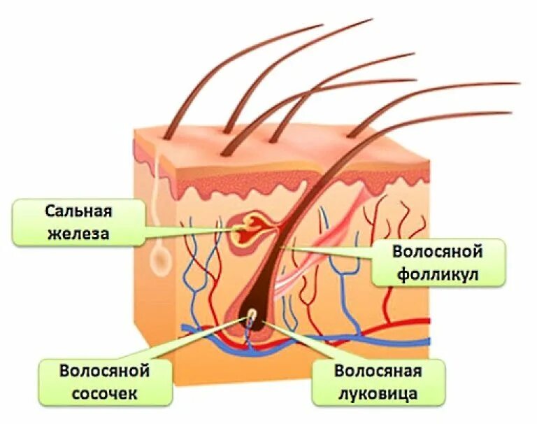 Строение фолликула волоса. Строение волоса и волосяного фолликула. Строение волосяного фолликула. Строение луковицы волоса.