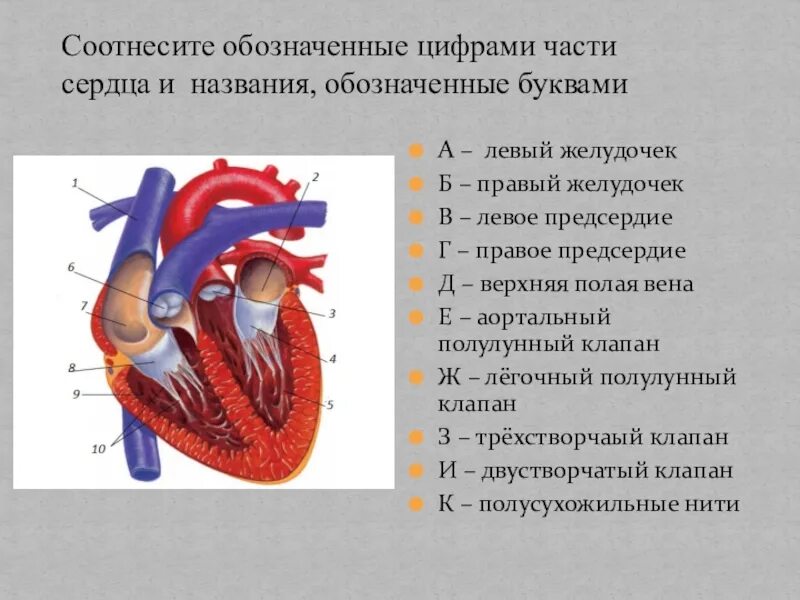 Левый б. Части сердца. Название частей сердца. Строение сердца с цифрами. Обозначить части сердца.