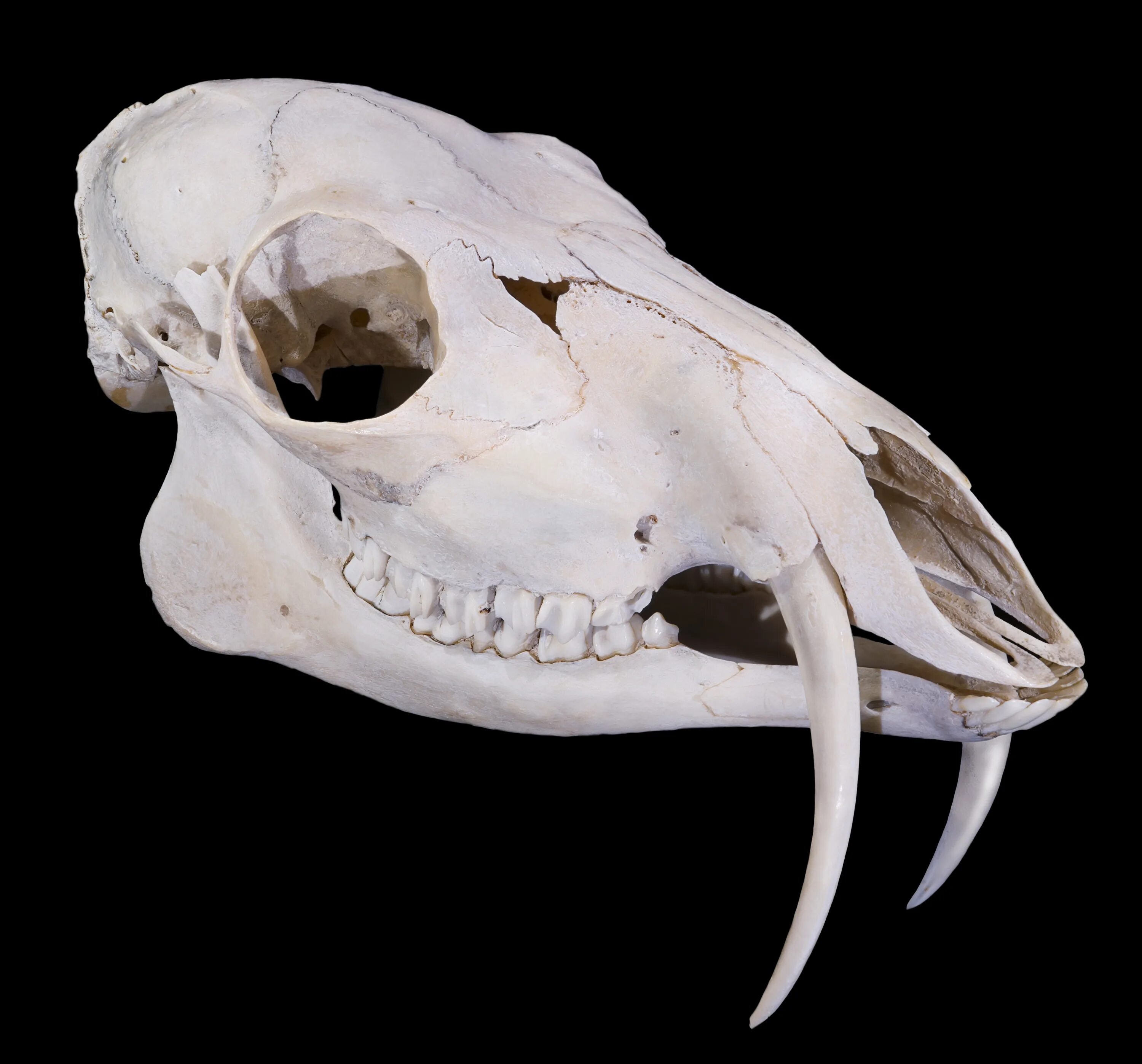 Череп существа. Сибирская кабарга череп.