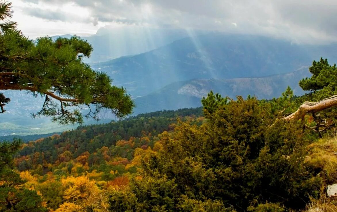 Ялтинский Горно-Лесной заповедник. Алуштинский Крымский заповедник. Национальный парк Крымский Алушта. Ялтинский Горно-Лесной природный заповедник Крым.