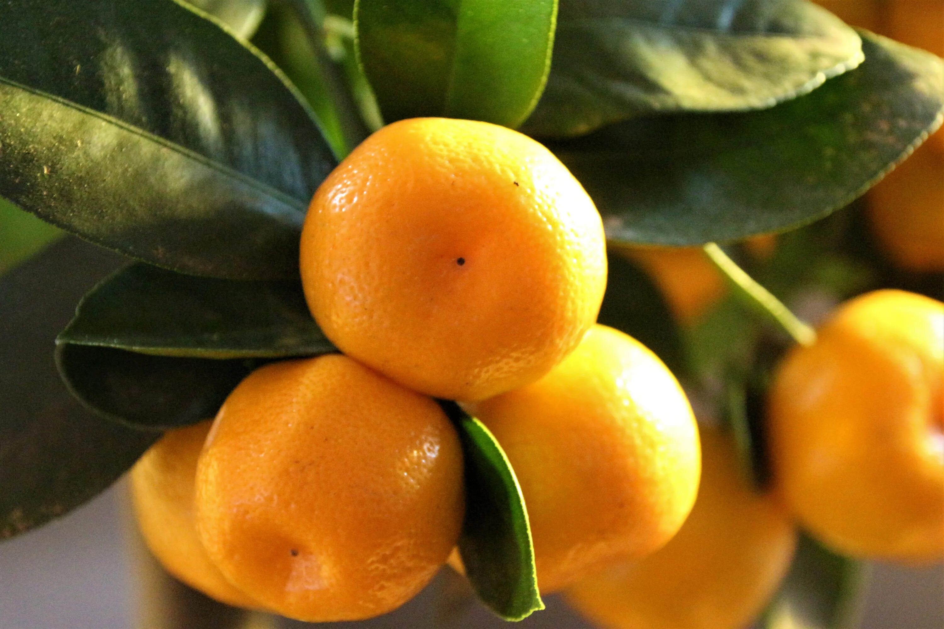 Мандарин каламондин. Цитрус каламондин (плоды оранжевые). Каламондин гибриды цитрусовых. Мандаринка фрукт.