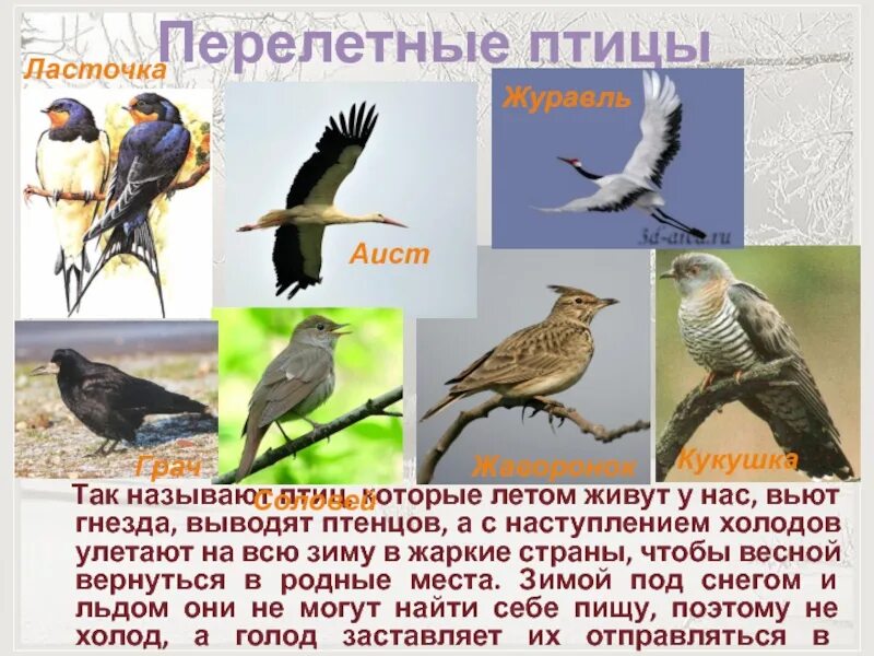 Весной возвращаются из теплых стран. Перелетные птицы. Перелетные птицы для дошкольников. Перелетными называются птицы, которые:. Перелётные птицы названия.