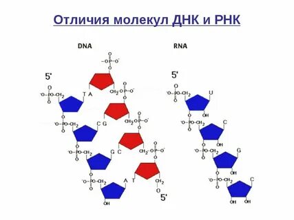 Процент тимина в днк