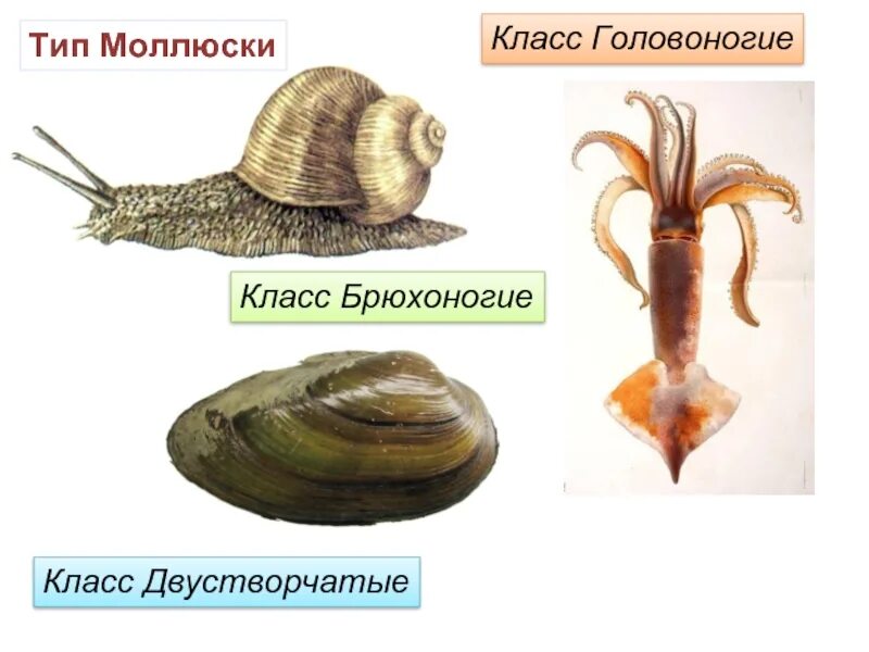 Брюхоногие двустворчатые головоногие. Брюхоногие представители. Класс брюхоногие класс двустворчатые класс головоногие. Представители брюхоногих двустворчатых и головоногих моллюсков.