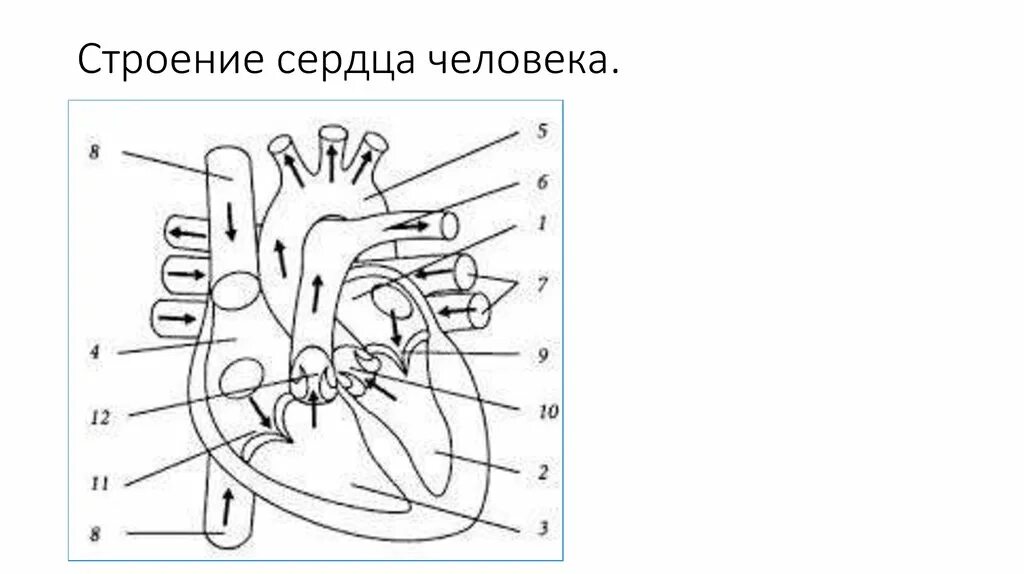 Строение сердца рисунок. Строение сердца схема с подписями. Строение сердца схема 8 класс. Схема сердца человека биология 8 класс. Строение сердца человека с подписями.