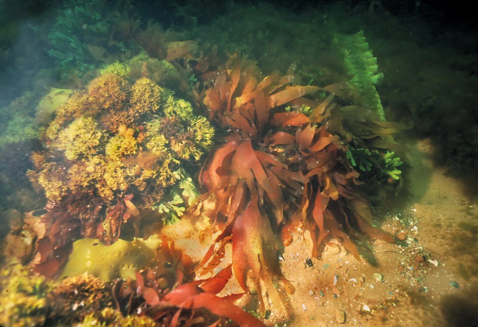Водоросли крепятся к морскому дну с помощью. Бурая водоросль (macrocystis pyrifera),. бурые водоросли ламинария. дальневосточный морской заповедник водоросли. гигантская тихоокеанская бурая водоросль.