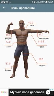 Сколько человек в длину