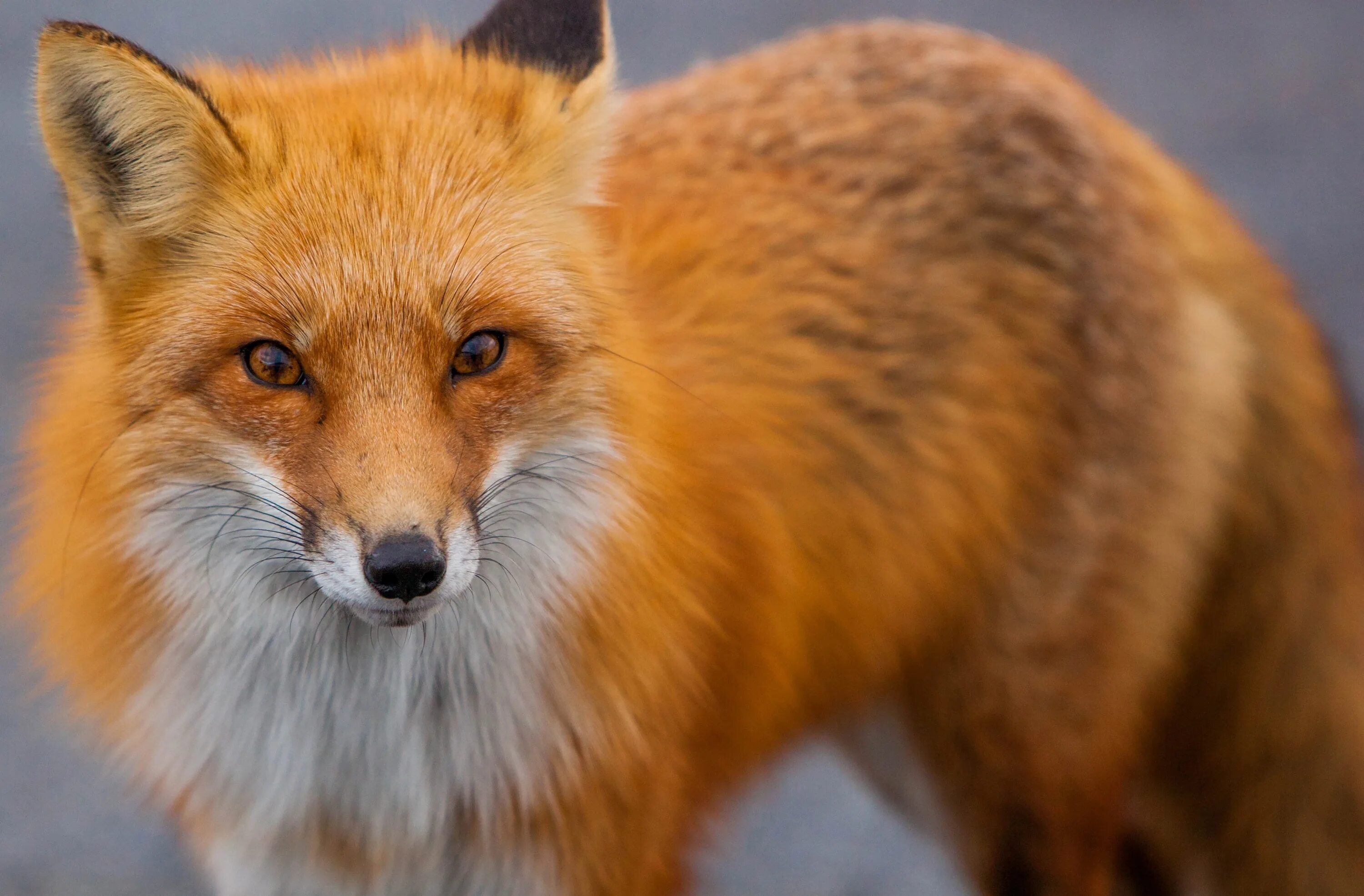 Фото лисы. Лисица. Лиса фото. Хищные животные лиса. Лисица (Vulpes Vulpes).