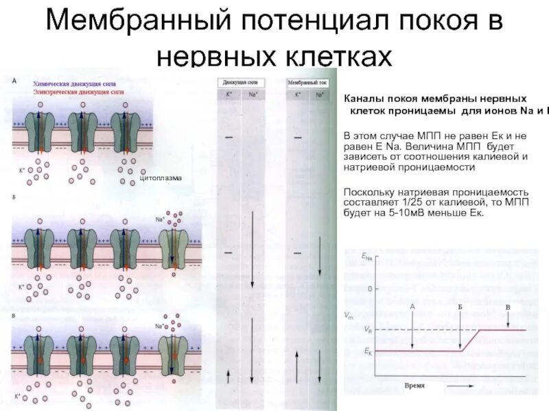 Схема потенциала действия нервной клетки. График мембранного потенциала нервной клетки. 3 фаза потенциала действия. Мембранный потенциал покоя схема. График потенциала действия скелетного мышечного волокна.