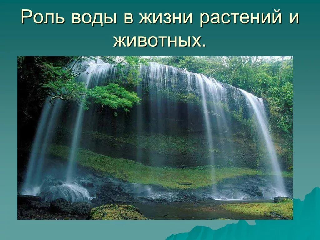 Роль дождя в жизни растений и животных. Вода источник жизни растений. Роль воды в жизни растений. Вода в жизни растений и животных. Роль воды в жизни растений и животных.