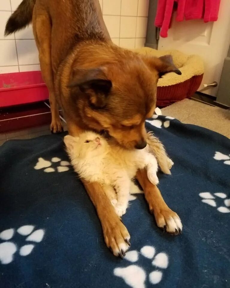 собака выкормила котят. бездомные брошенные животные. собака выкормила котят. брошенные котята и щенки. брошенные хаски.